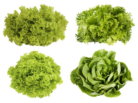 Fresh green lettuce isolated on white background. Set of different foreshortening.