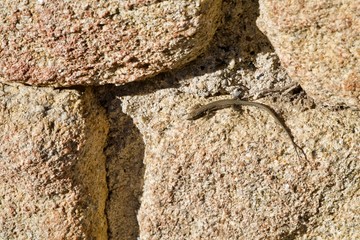 lizard