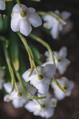 Fototapeta na wymiar beautiful white snowdrops in garden, first spring flower symbol