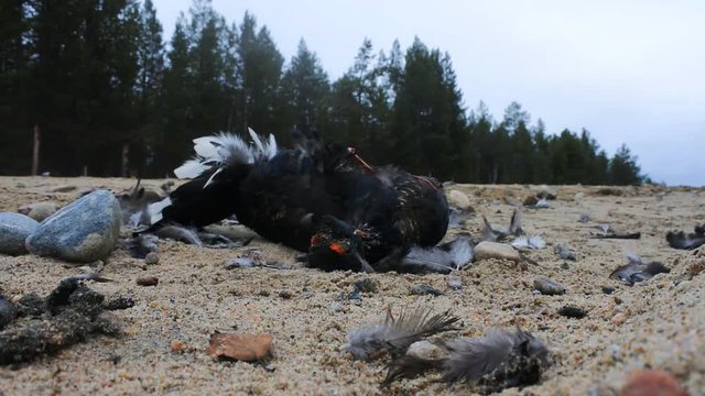 Car as direct cause of mortality among birds. Black Grouse (male) hit by car on roadside, dead bird
