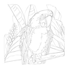 amazing parrots line art continuous line drawing