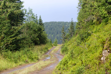 Spruce fir forest in the Ukrainian Carpathians. Sustainable clear ecosystem. Direction. dirt road