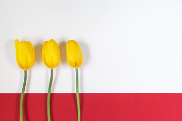 Fototapeta na wymiar Three yellow tulips on white and red background