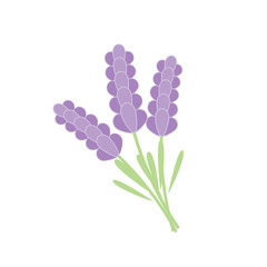 Bunch of lavender isolated on a white background. Vector illustration.