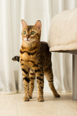 Cat of Bengali breed in a home setting in stands full-length