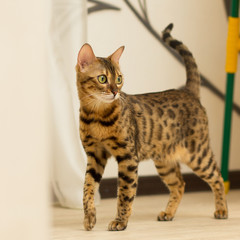 Cat of Bengali breed in a home setting in stands full-length