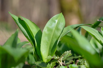 Bärlauch Detail