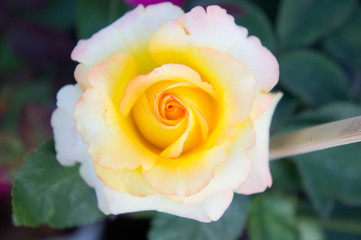 roses yellow flowers in the garden ,yellow beautiful flowers