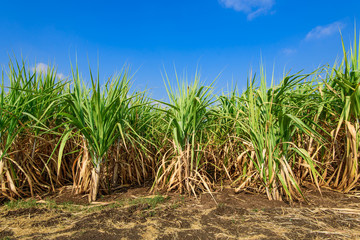 Fototapeta premium sugarcane field with blue sky