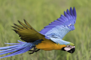 beautiful blue and gold macaw flying freedom in rice field