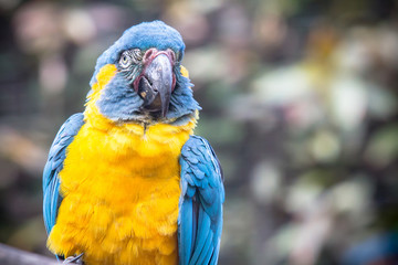 Blue and Yellow Macaw