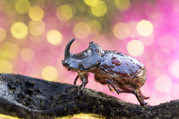 European rhinoceros beetle