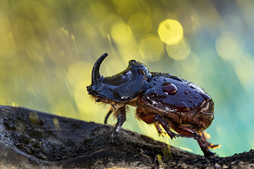 European rhinoceros beetle