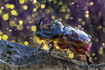 European rhinoceros beetle