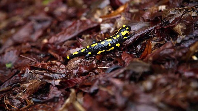 Feuersalamander l&auml;uft &uuml;ber Waldboden