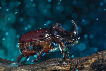 European rhinoceros beetle