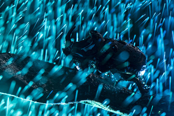 European rhinoceros beetle