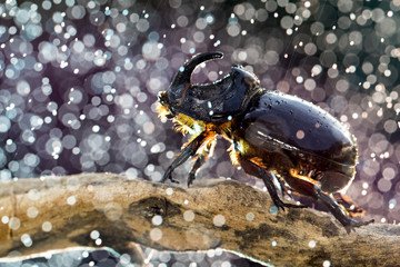 European rhinoceros beetle