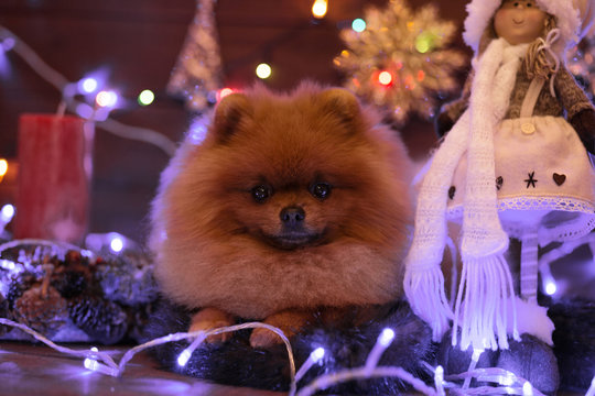 Pomeranian dog in Christmas decorations on wooden background. Christmas dog. Happy New Year