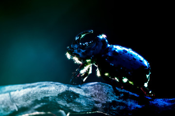 European rhinoceros beetle