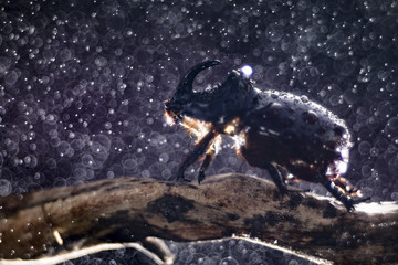 European rhinoceros beetle