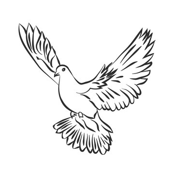 Flying dove vector sketch. Dove of Peace. SVector illustration