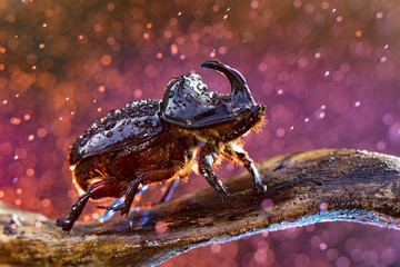European rhinoceros beetle