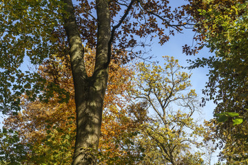 Fototapeta premium Herbstlicher Wald in Ostfildern