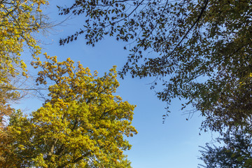Herbstlicher Wald in Ostfildern