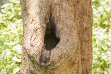 Fototapeta premium The hollow tree is home of the birds and squirrels.