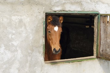 Cheval passant la tête par la fenêtre.