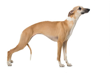 Whippet
