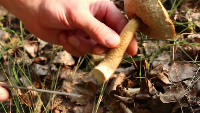 Mushroomer cuts out edible bolete old mushroom Leccinum scabrum in forest. Lockdown.