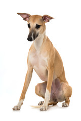 Whippet