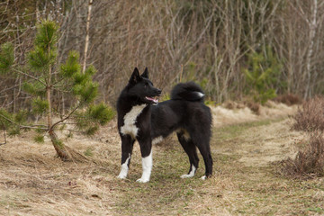 Russo-European Laika - hunting dog