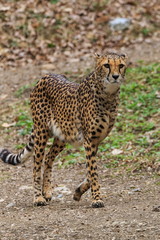 Female cheetah walking looking for prey