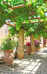 Pergola of grapes in the patio Greece Crete
