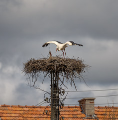 Couple of storks in the nest on on the platform at the top of the utility pole - Banya, Bulgaria.