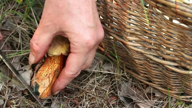 An edible mushroom Boletus versipellis  harvesting by mushroomer with braid basket. The cut on the trunk of mushroom turns blue immediately. 