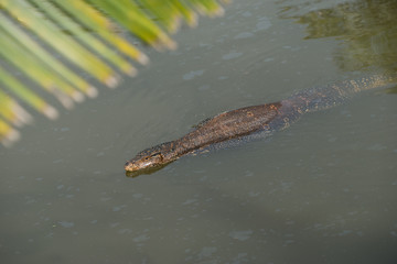 Large asian water varan in Sri Lanka