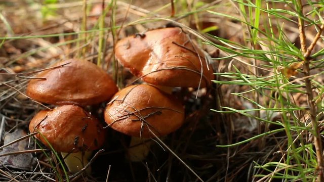A fungal family of edible mushrooms ( Suillus granulatus ) in the pinewood. Closeup. Lockdown.