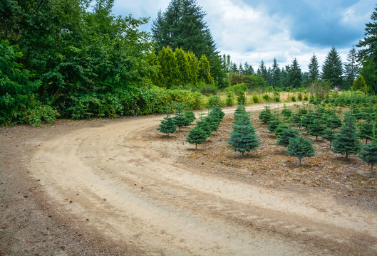 Planting stock of pine trees on tree farm