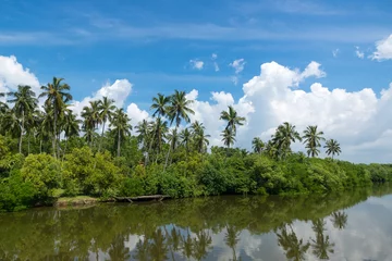 Foto op Canvas Tropical palm forest on the river bank. Tropical thickets mangrove forest on the island of Sri Lanka. © gawriloff