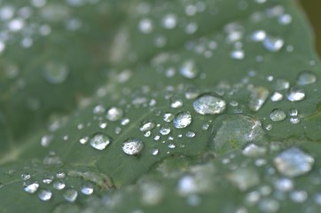 Rain drops on cabbage leaf