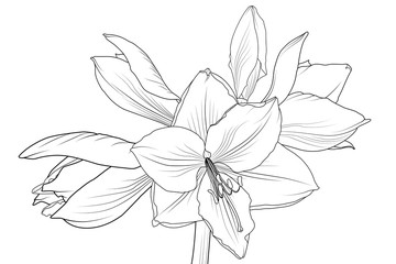 Lilly amaryllis hippeastrum blooming flower object isolated. Black and white outline sketch hand drawing. Detailed vector design illustration.