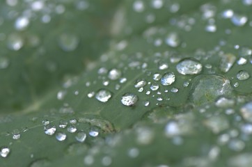 Rain drops on cabbage leaf