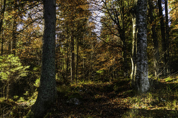scene of an alpine forest in autumn