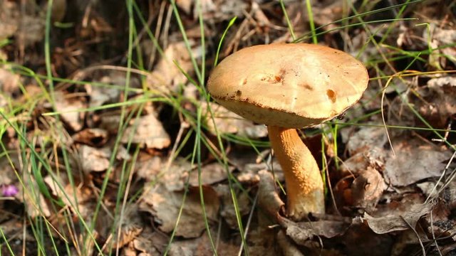 An edible single bolete old mushroom Leccinum scabrum grows in the forest.