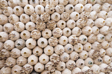 The cultivation of Angel mushrooms. oyster mushroom. Angel mushroom.Volvariell. Fresh angel mushrooms growing.