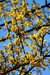 Subtile cornel cherries branches with yellow blossom in spring time on sunny march day in germany.